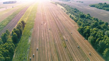 Ağaçlar ve saman balyalarıyla tarım arazisi
