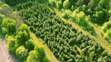 Dışarıda düzgünce sıralanmış kozalaklı fidanlar var.