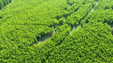 Orman yenileme sahasında fidan büyümesi