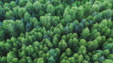 Yukarıdan görünen yemyeşil orman