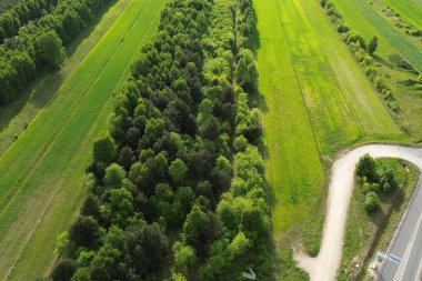 Yemyeşil orman doğal ekosistemi sembolize ediyor.