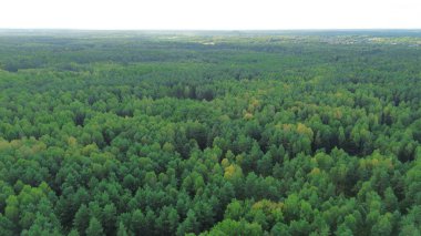 Sonbahar yaprakları ve güneş ışığıyla orman manzarası