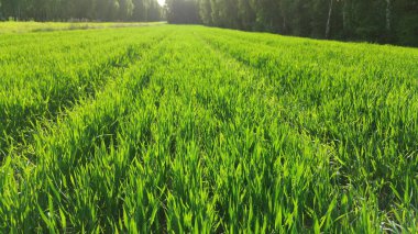 Yeşil tahıl bitkilerinin ve ağaçların üzerindeki güneş ışığı