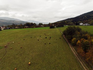 Kırsal alanda otlayan tüylü inekler.