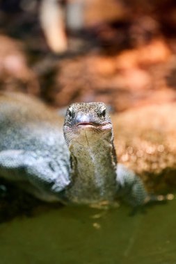 Dinlenen bir kertenkelenin detaylı görünümü