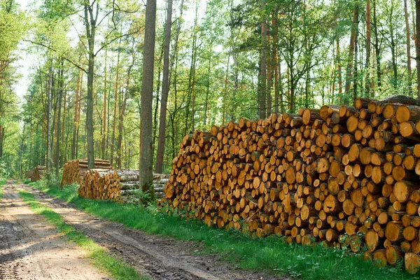 Marangozluk malzemeleri için istiflenmiş kahverengi kütükler