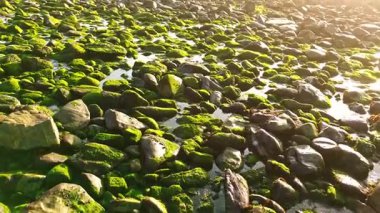 Okyanus kenarında yosunları olan açık deniz plajı.