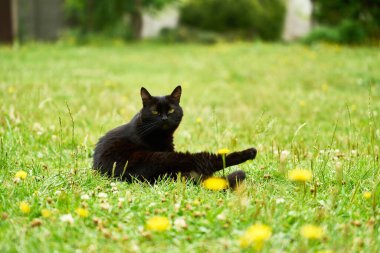Bulanık arkaplan ile çimenli alanda dinlenen siyah kedi