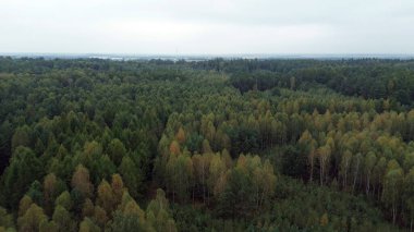 Sonbahar renkleriyle ormanın hava perspektifi