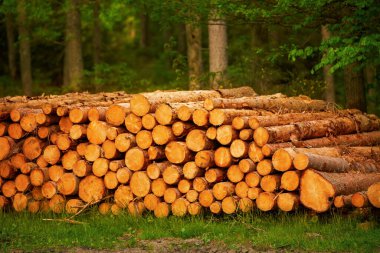Ormanda saklanmış kütükler nakledilmeyi bekliyor.
