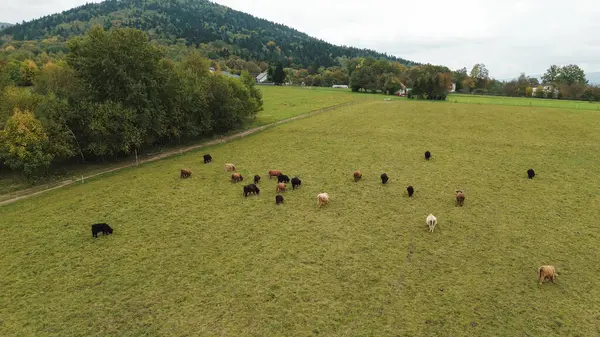 Kırsalda boynuzlu İskoçyalı inekler.