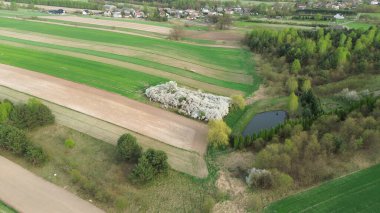 Bahçenin çiçek açtığı bahar doğa sahnesi