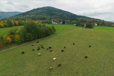 Dağlık yeşil otlakta kırsal inekler.