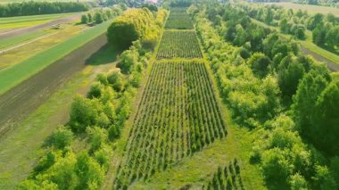 Yerleştirilmiş kozalaklı sürdürülebilir yeşil bölge