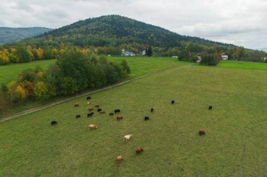 Dağlık yeşil otlakta kırsal inekler.