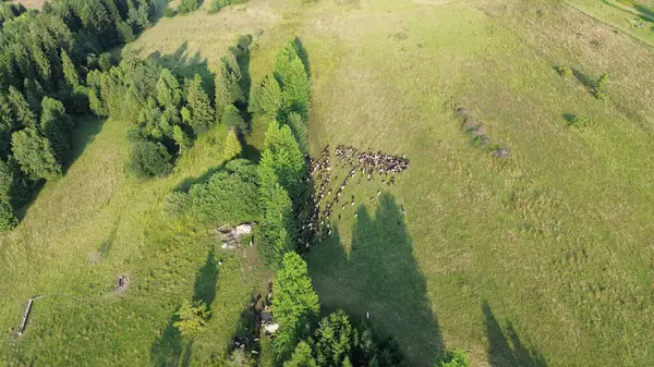 Yol kenarındaki yamaçta otlayan koyunların hava manzarası