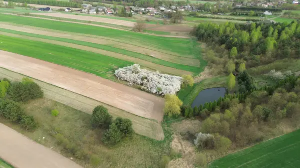 Bahçenin çiçek açtığı bahar doğa sahnesi