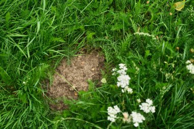 Köstebek yuvasından küçük toprak yığını