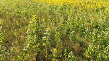 Göz kamaştırıcı ayçiçeği tarlası yaz boyunca yukarıdan çiçek açar.