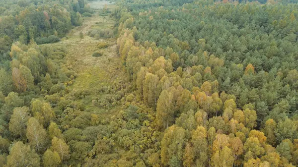Sonbahar gününde güzel sonbahar yaprakları