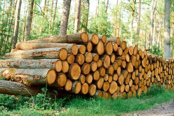 Marangozluk için çam ağacı kütükleri kesin.