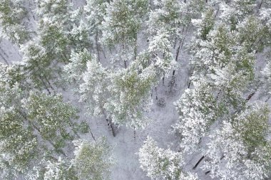 Taze karla kaplı sessiz bir kırsal bölge.