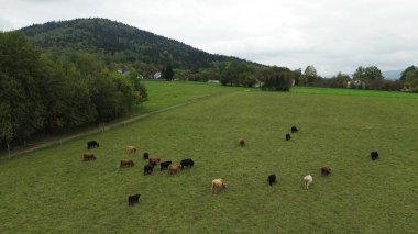 Kahverengi dağ inekleri açık arazide otluyor..