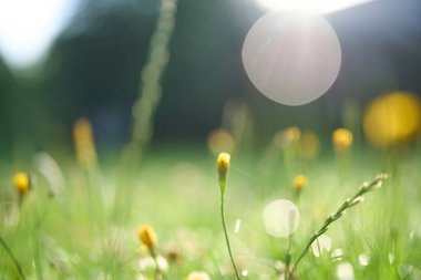 Islak çimlerin ve taze çiy tanelerinin yakın görüntüsü