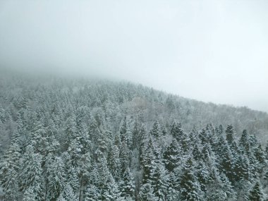 Karla kaplı ormanlı donmuş alp manzarası