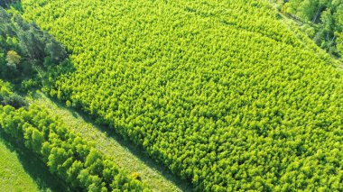 Genç kozalaklı ağaçların yeşil fidanlığı.