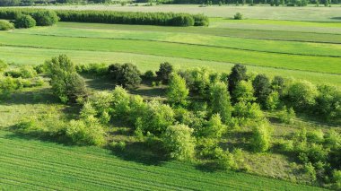 Orman yenileme sahasında fidan büyümesi