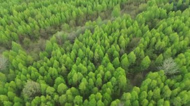 Yukarıdan görünen vahşi yeşil orman örtüsü