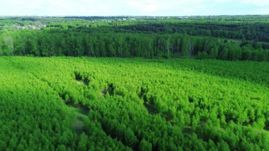 Orman manzarası ve tepeler.