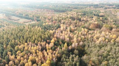 Parlak orman manzaralı sonbahar yaprakları