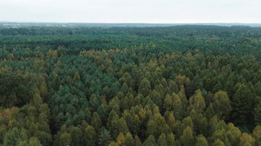 Geniş ormanda yeşil ve sarı ağaçlar