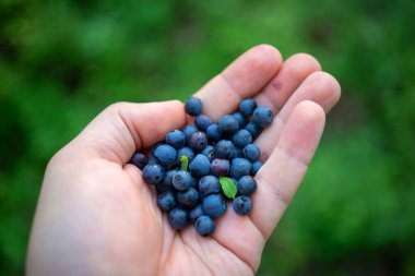Olgun yaban mersinlerini yeşil alanda tutan çiftçi