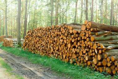 Orman bölgesinde çam kütükleri üst üste yığılmış.