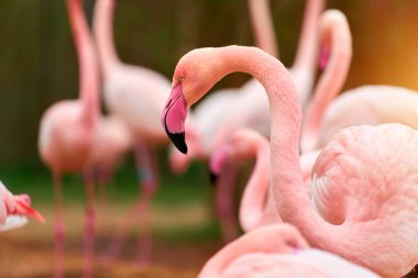 Odaklanmış bir grup flamingo.