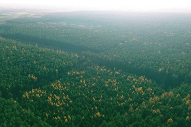 Altın güneş ışığı altında güzel bir sonbahar ormanı