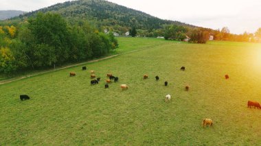 İnek Sürüsü yeşil mera üzerinde.