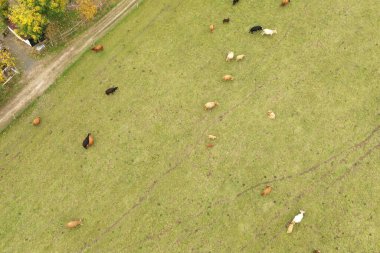 Yeşil çayırlarda otlayan İskoçya sığırları.