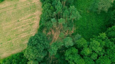 Kesik odun yığınlarıyla dolu bir ormanın havadan görünüşü