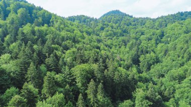 Güneşli bir günde dağlık ormanın panoramik manzarası