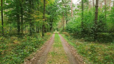 Yeşil ve sarı ağaçlar orman yolunda