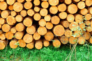 Orman manzarasında odun yığını