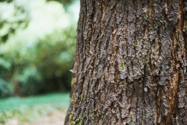 Ağaç gövdesindeki eski çatlak ağaç kabuğu dokusu