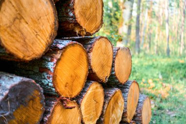 Açık havada odun yığınları birikmiş.