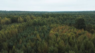 Canlı sonbahar ormanlarının hava manzarası