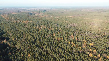 Sakin sonbahar manzarasında çıplak ağaçlar