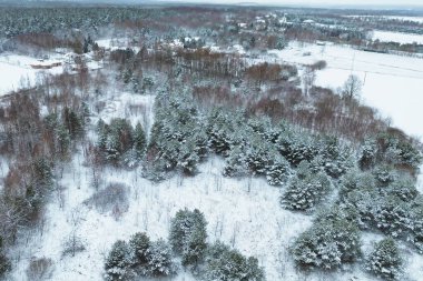 Karlı ağaçlı manzaralı kış ormanı